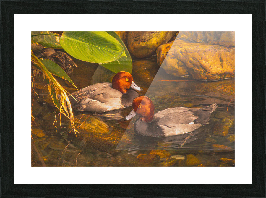 Red Head Ducks Picture Frame print