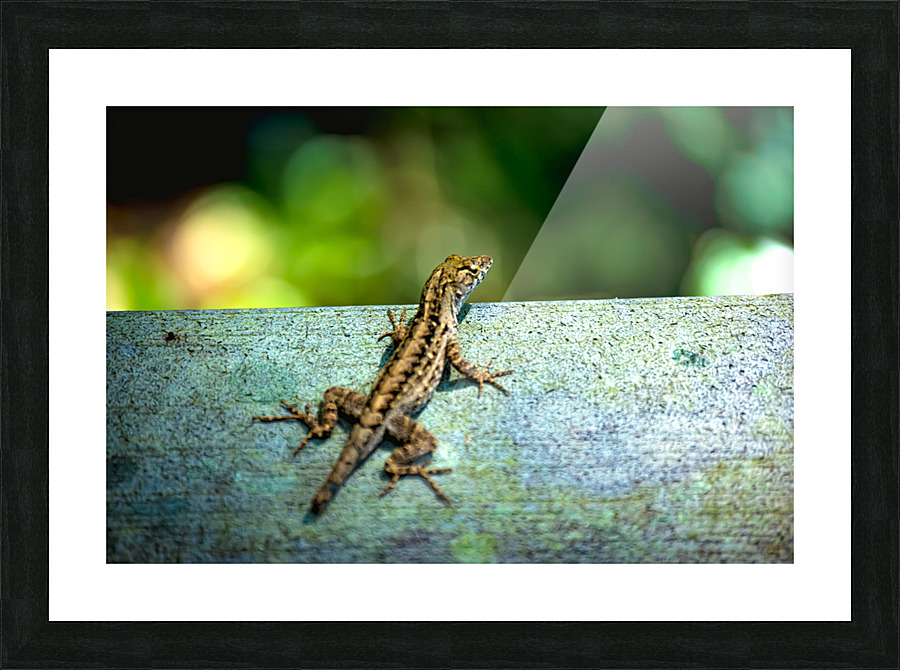 Lizard Basking Picture Frame print