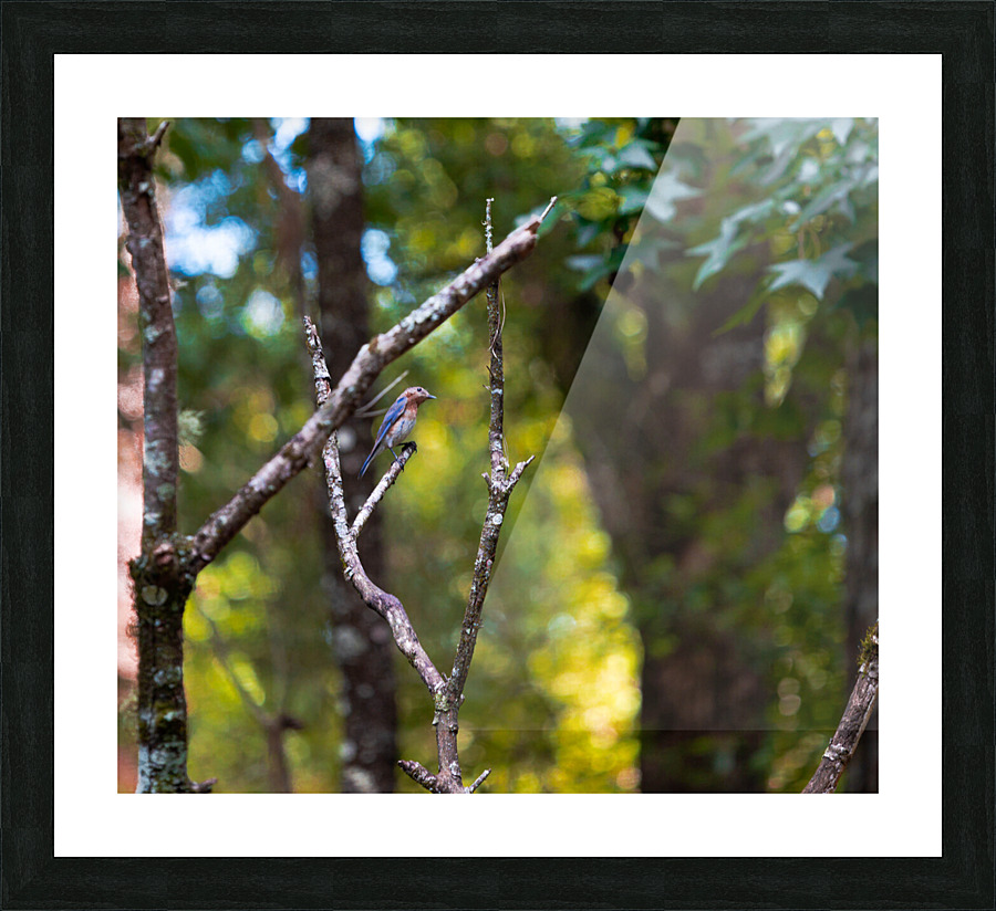  H2A2434 Enhanced Picture Frame print