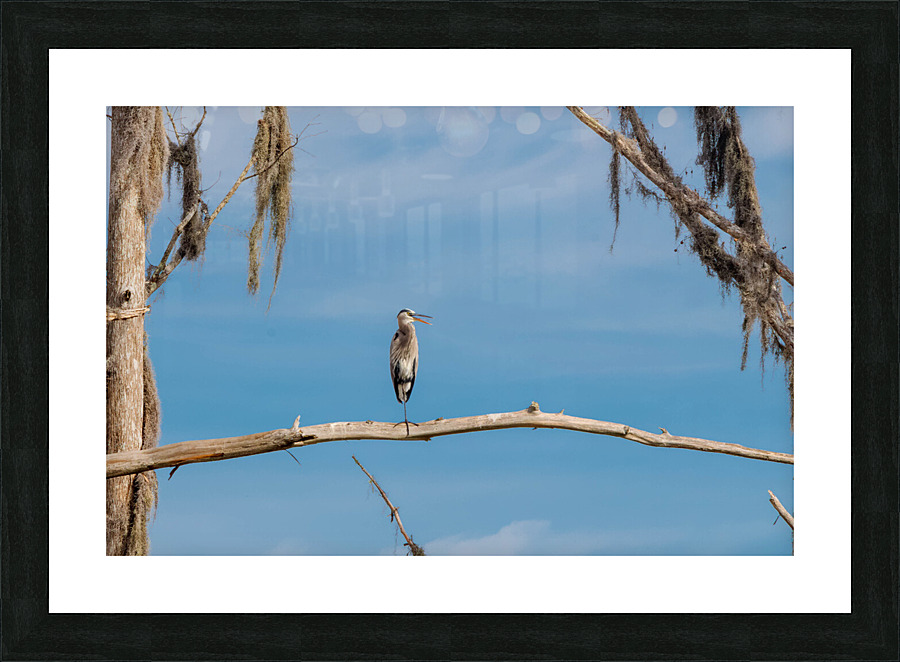 Blue Heron  Picture Frame print