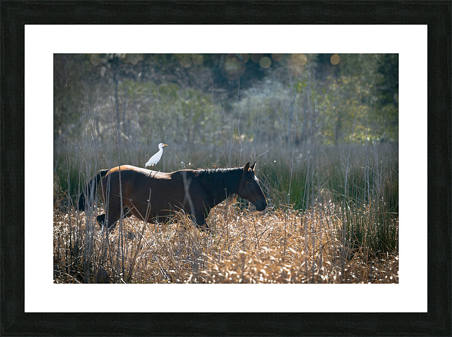 Florida Native Wild Horses Picture Frame print