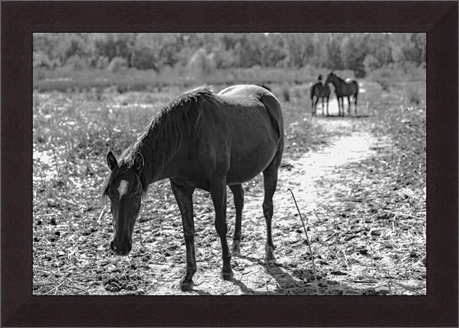  H2A1986 Enhanced Picture Frame print