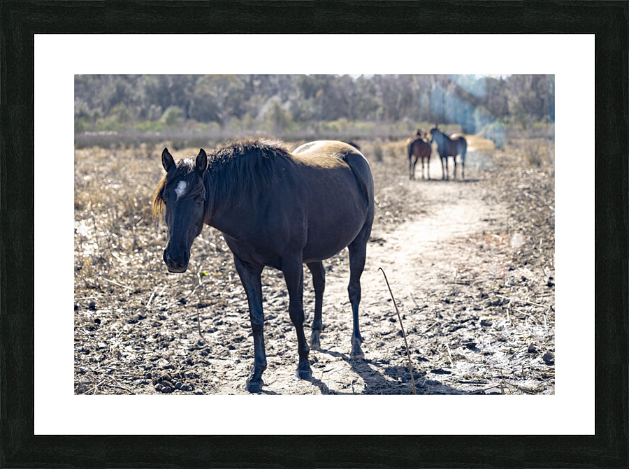  H2A1989 Enhanced Picture Frame print