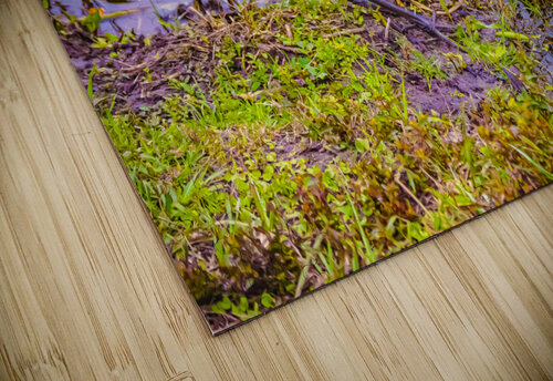Enjoying Escargot Hemingway Natural Photography puzzle