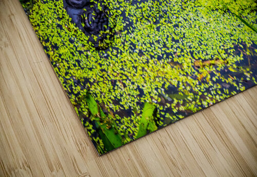 Bull Gator Hemingway Natural Photography puzzle