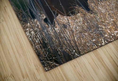 Florida Native Wild Horses Hemingway Natural Photography puzzle