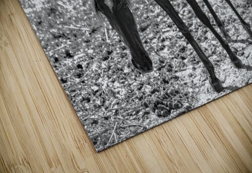  H2A1986 Enhanced Hemingway Natural Photography puzzle