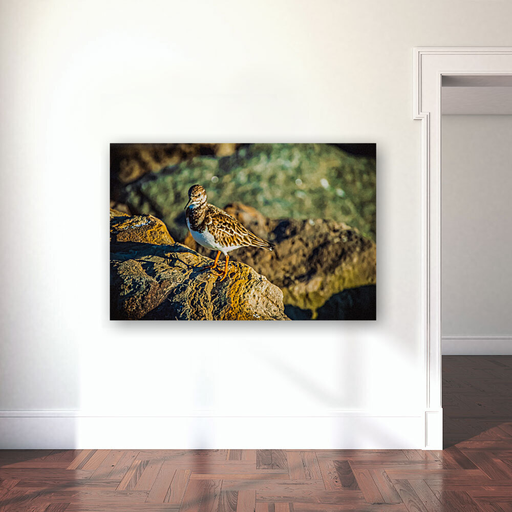 Ruddy Turnstone Reproduction