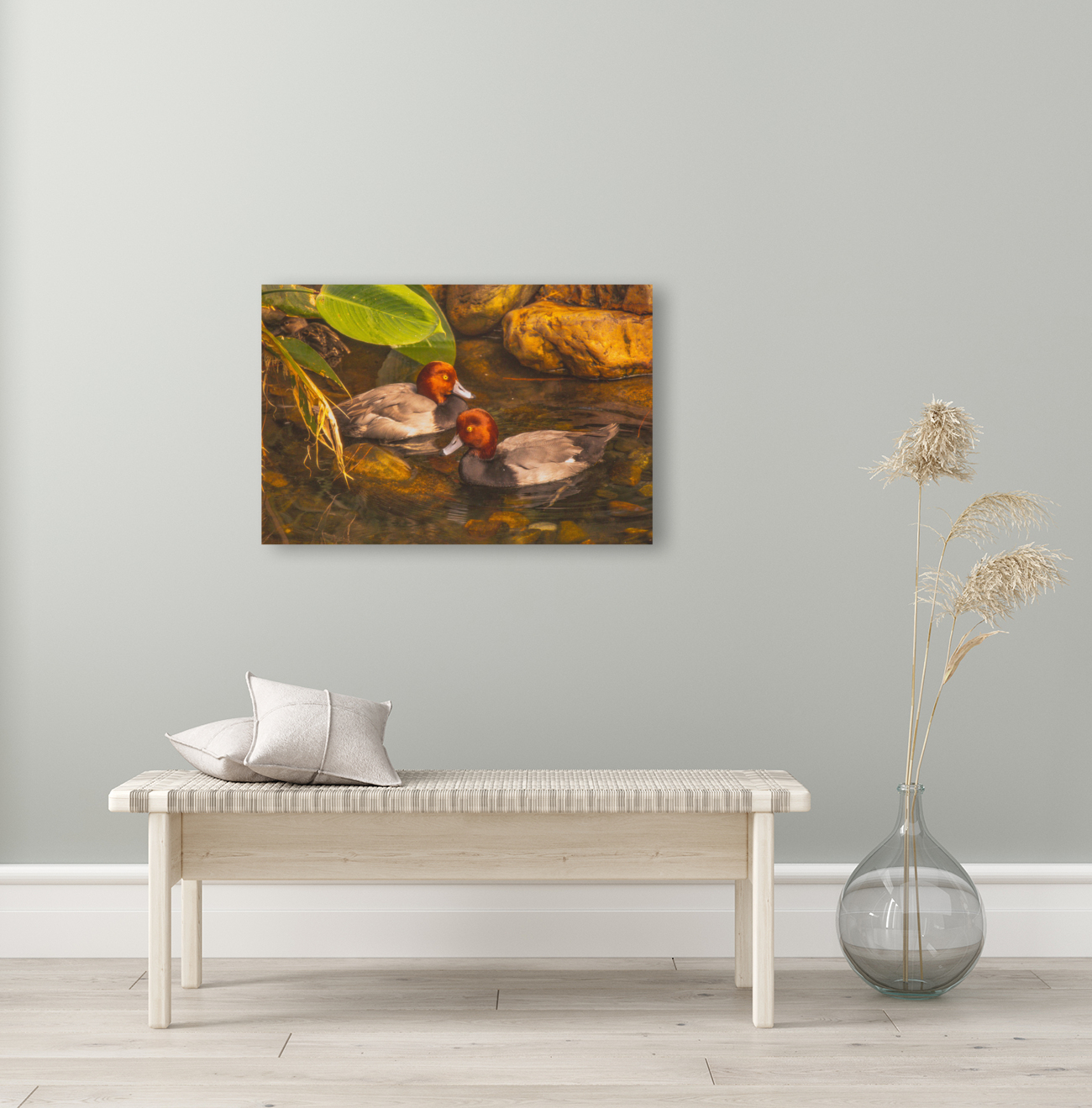 Red Head Ducks Reproduction