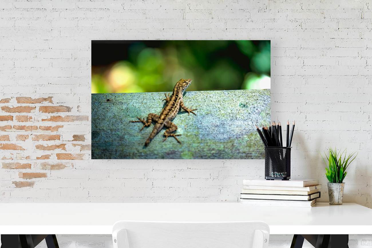 Lizard Basking Reproduction
