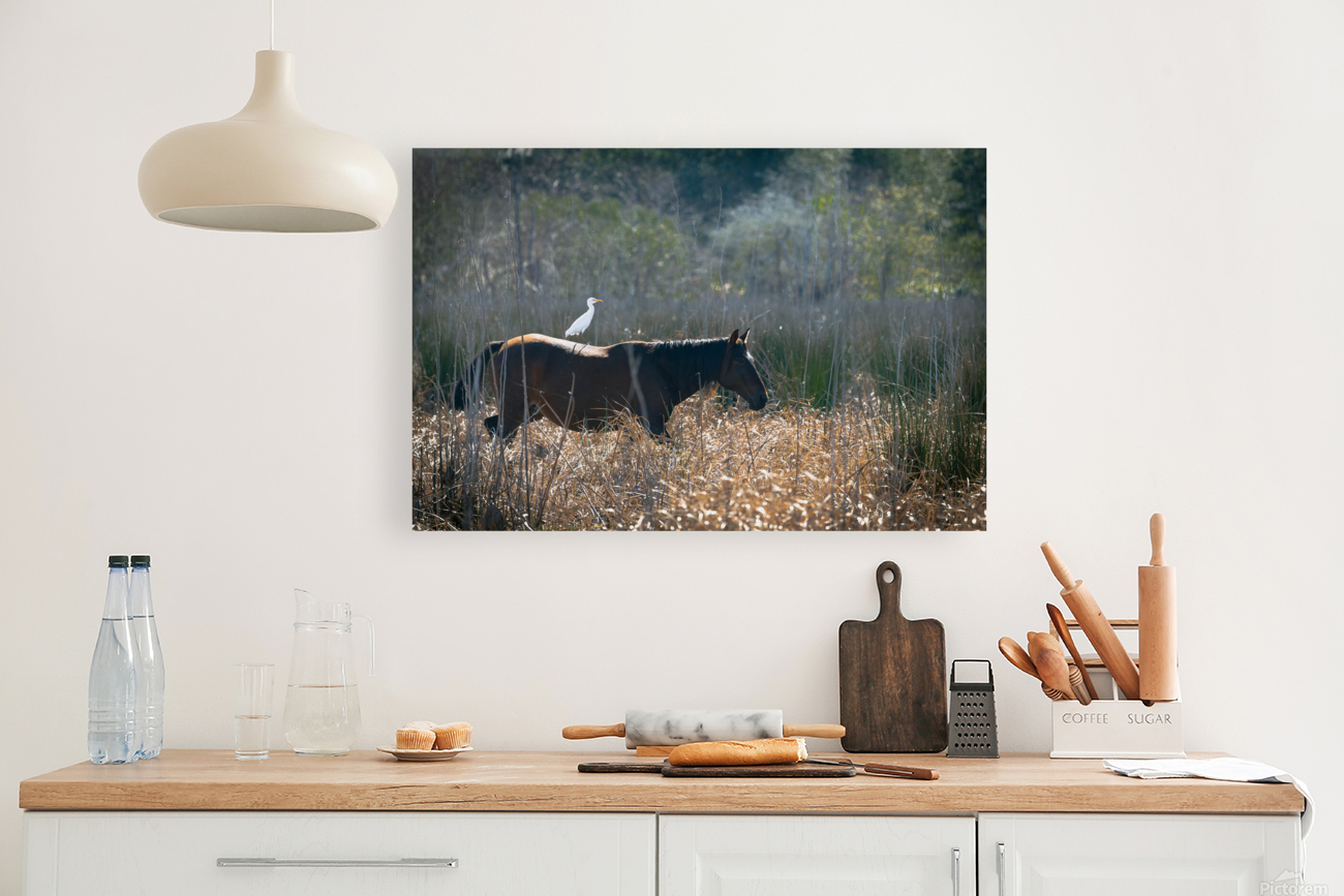 Florida Native Wild Horses Reproduction