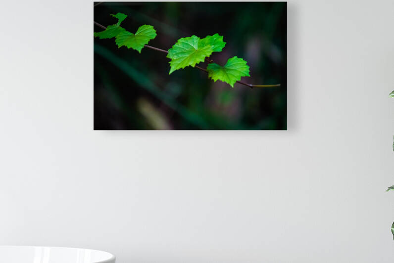 Muscadine grape vine by Hemingway Natural Photography