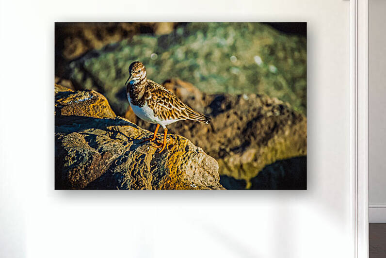 Ruddy Turnstone by Hemingway Natural Photography