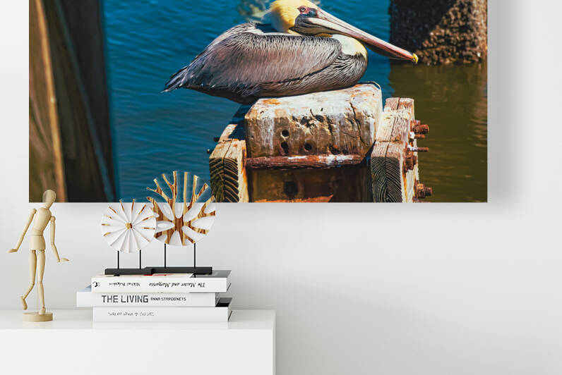 Brown Pelican by Hemingway Natural Photography