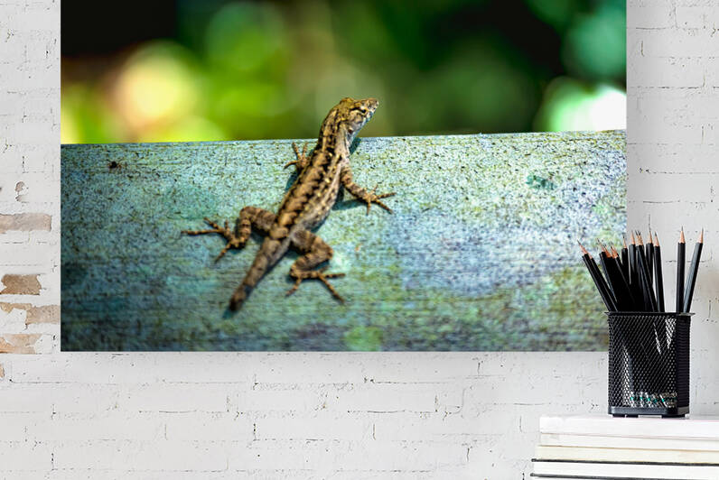 Lizard Basking by Hemingway Natural Photography