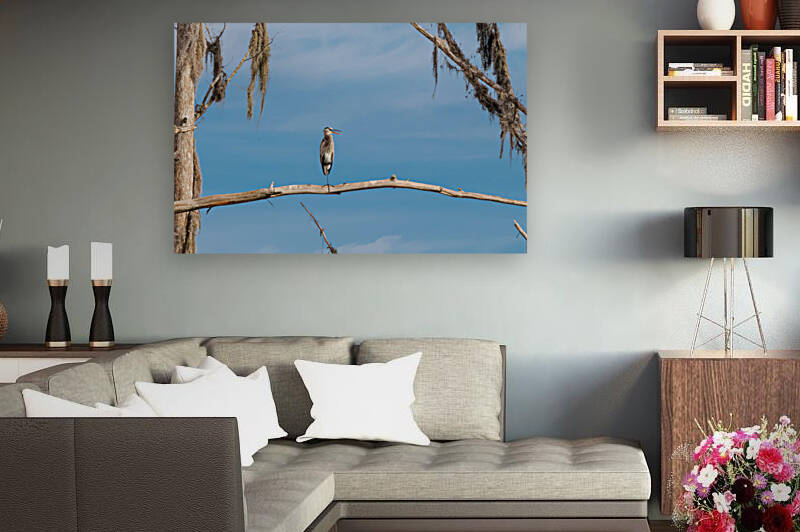 Blue Heron  by Hemingway Natural Photography