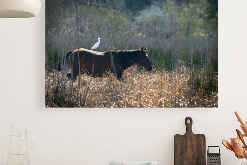 Florida Native Wild Horses Reproduction