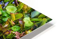 Enjoying Escargot HD Metal print