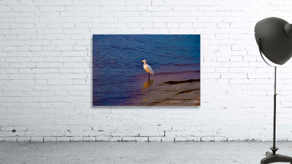 Egret at Sunset Wall Preview