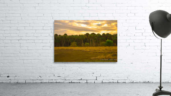 Swamp Cabbage Sunrise Wall Preview