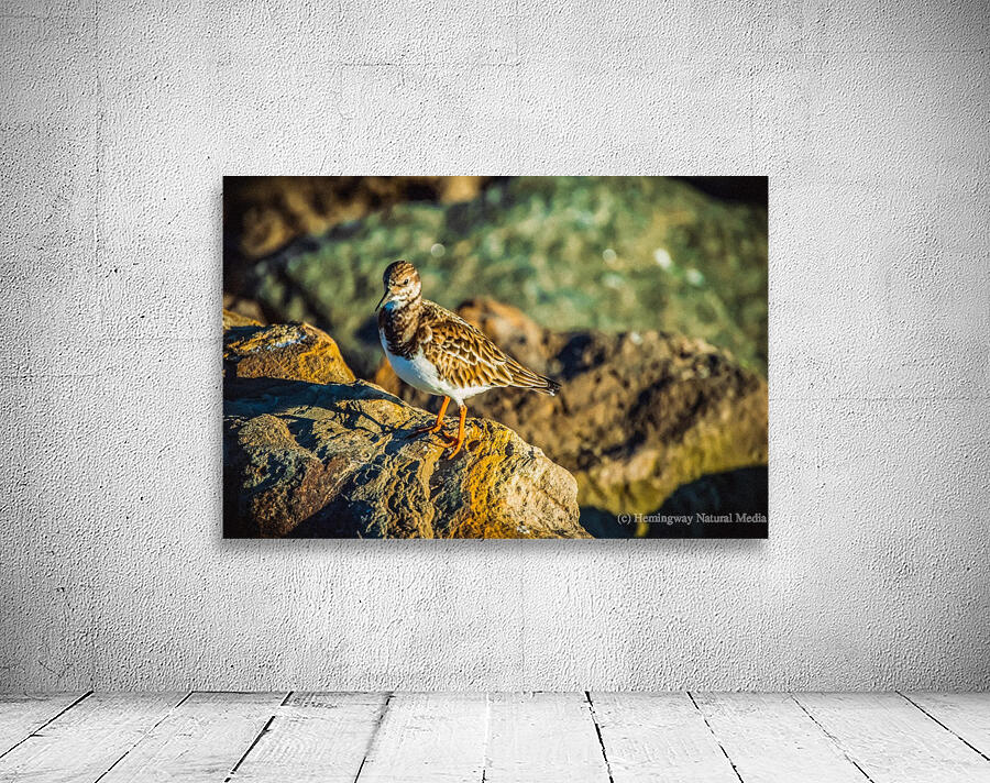 Ruddy Turnstone Wall Preview