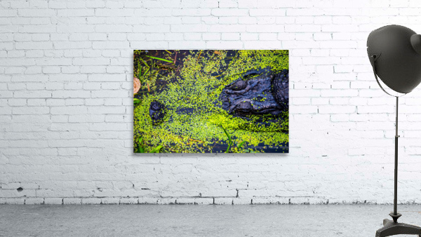 Bull Gator Wall Preview