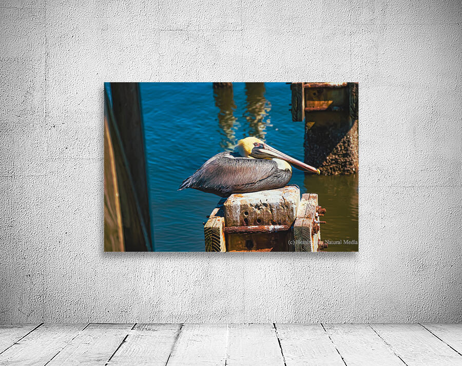 Brown Pelican Wall Preview