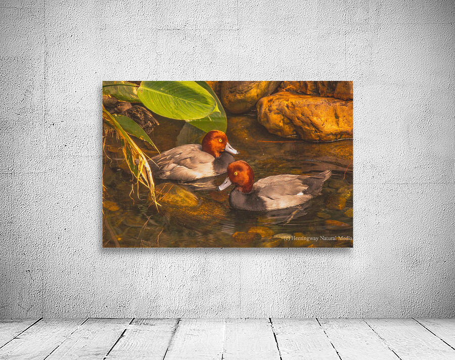 Red Head Ducks Wall Preview