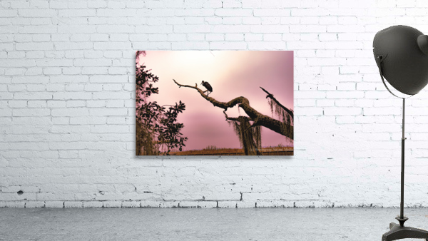Limpkin  Wall Preview