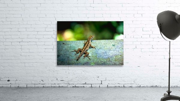 Lizard Basking Wall Preview