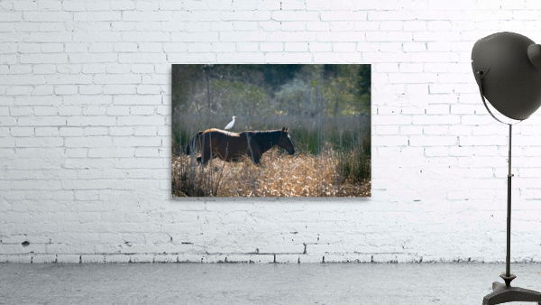 Florida Native Wild Horses Wall Preview