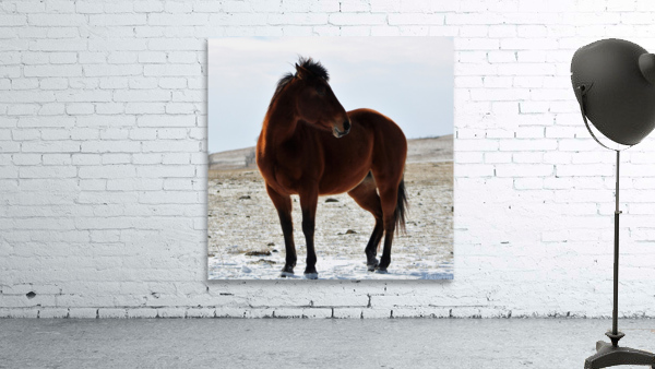 Mare Stare Wall Preview