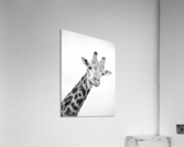 AdriaanPrinsloo 20089 Acrylic Print