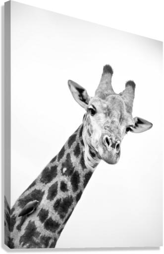 AdriaanPrinsloo 20089 Canvas Print