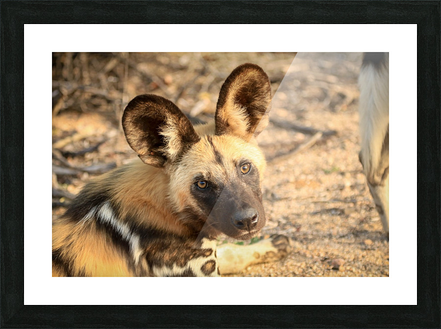 AdriaanPrinsloo 9022 Picture Frame print