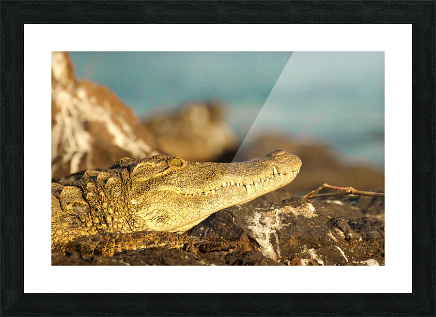 AdriaanPrinsloo 8074 Picture Frame print