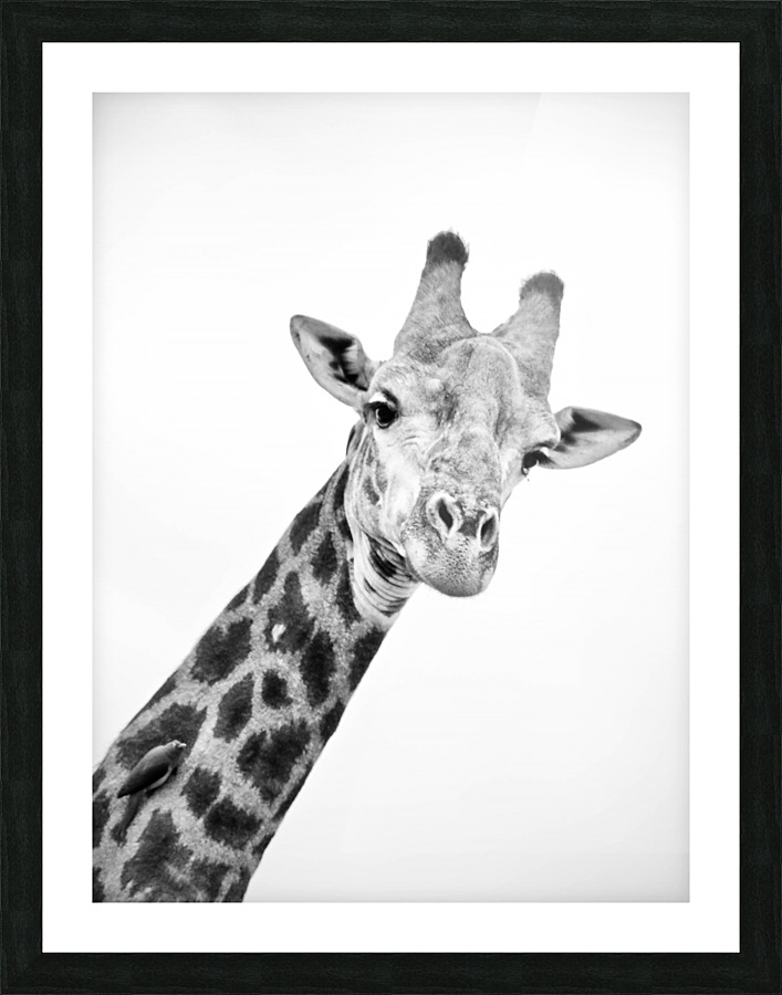 AdriaanPrinsloo 20089 Picture Frame print