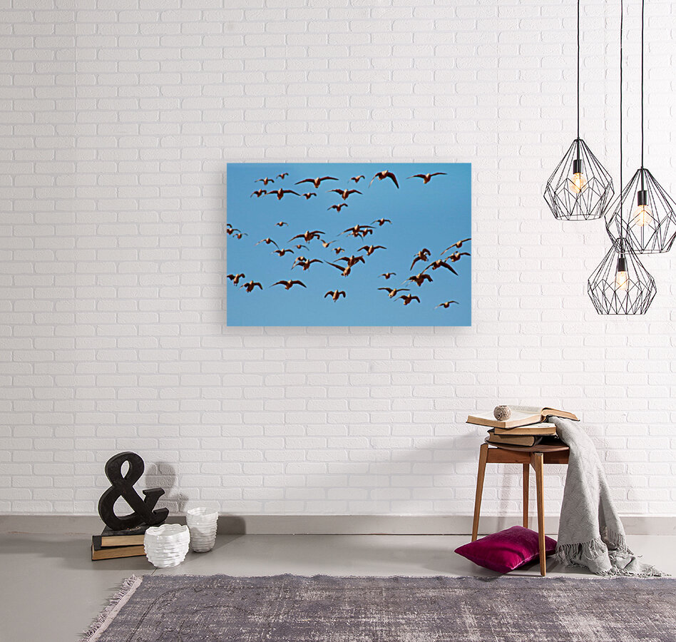 AdriaanPrinsloo 4488 Reproduction