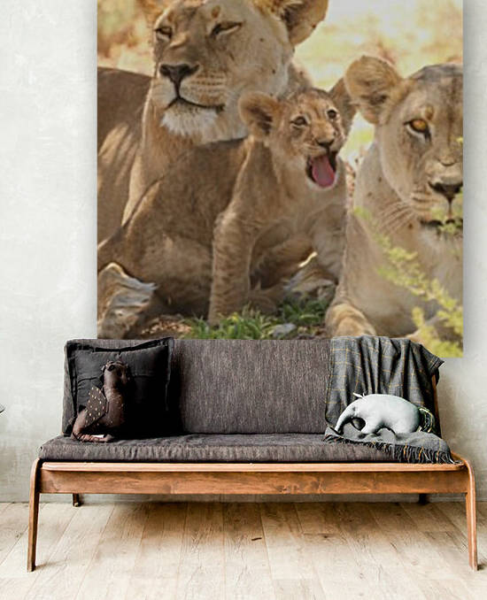 AdriaanPrinsloo 6659 Reproduction