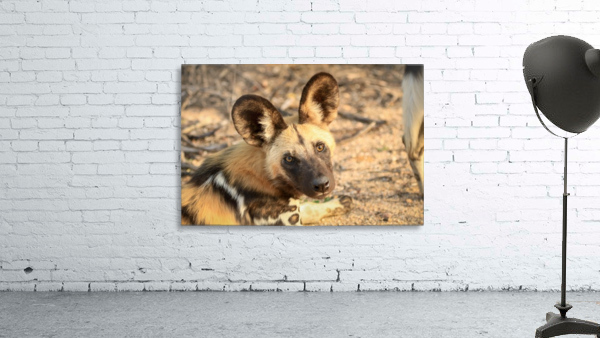 AdriaanPrinsloo 9022 Wall Preview
