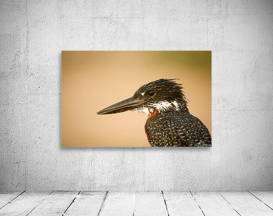 AdriaanPrinsloo 6648 Wall Preview