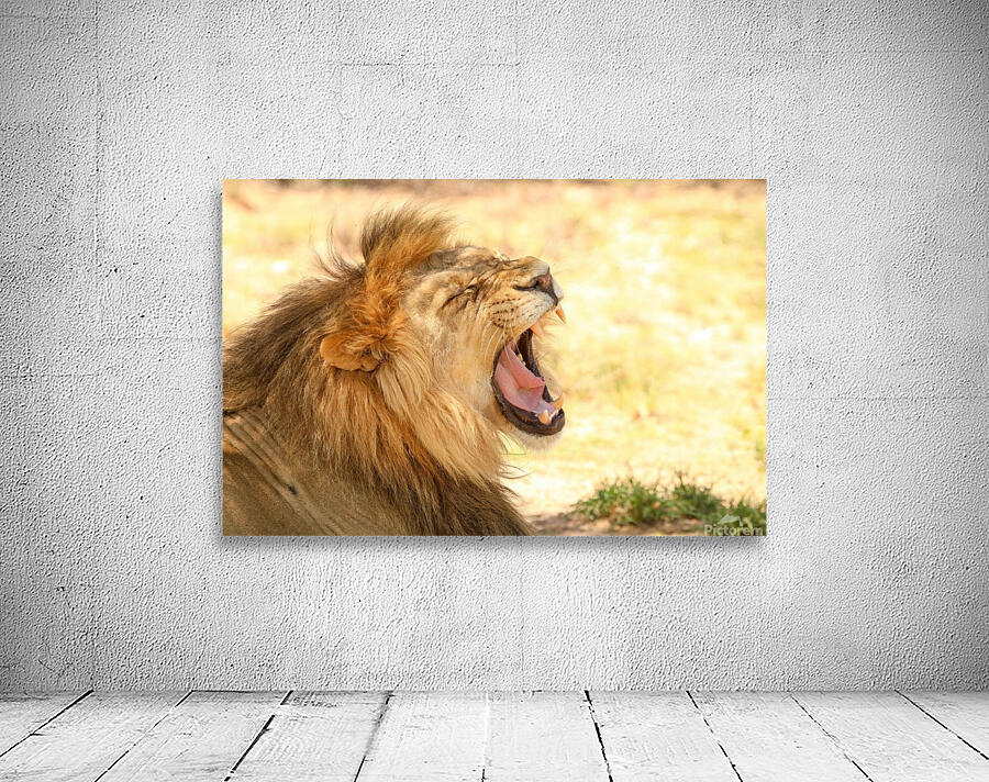 AdriaanPrinsloo 6851 2 Wall Preview