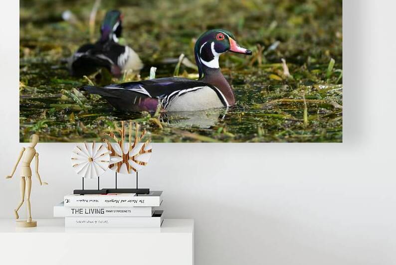  WOOD-DUCKS  SILVER SPRING  OCALA  FL  by 506 adventure photography 