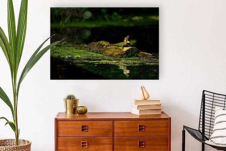  BABY GATORS FLORIDA SWAMPS  by 506 adventure photography 