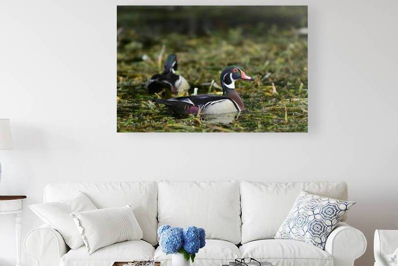 BirdBeakWood duckDucksVertebrateWater birdNeck by 506 adventure photography 