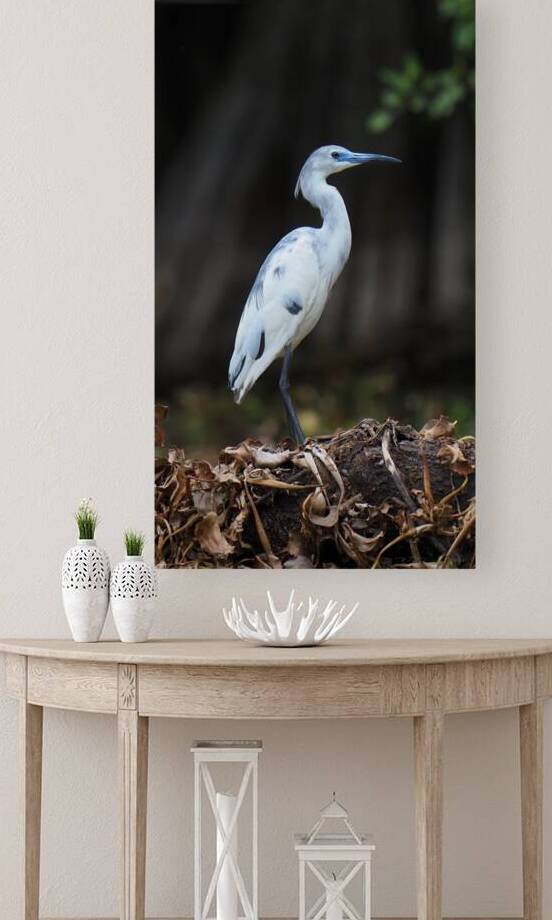  BEAUTIFUL WHITE BIRD INMATURE LITTLE BLUE HERON  by 506 adventure photography 