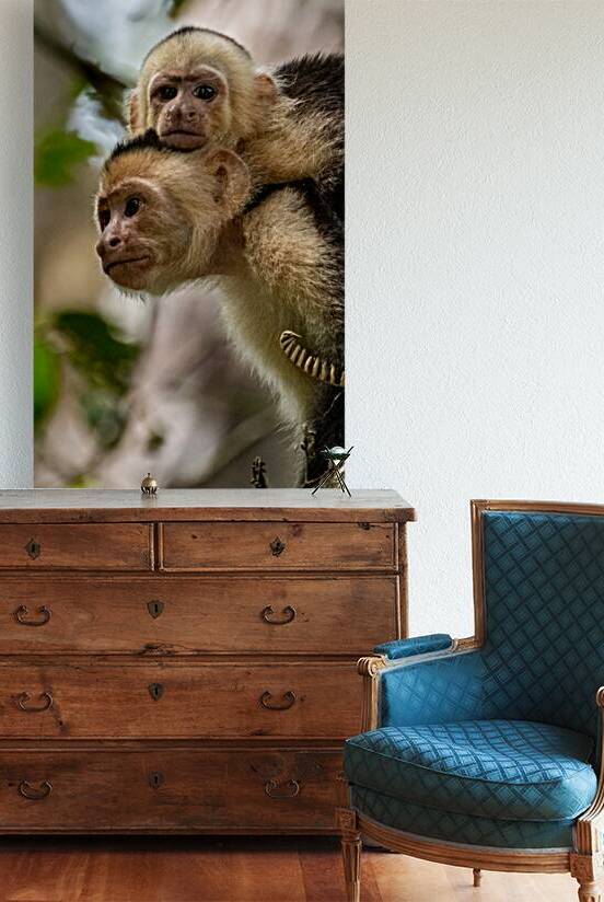 WHITE FACED CAPUCHIN  MANUEL ANTONIO  COSTA RICA NATION PARK  by 506 adventure photography 