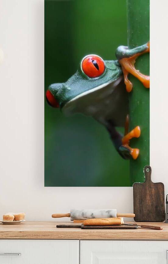 Red-eyed tree frogRedGreenAgalychnisFrogAmphibiansClose-up by 506 adventure photography 