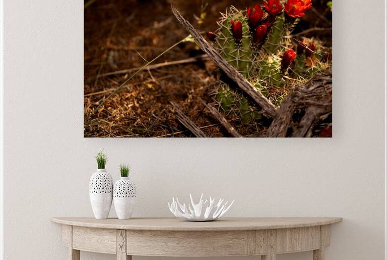 RedThorns spines and pricklesFlowering plantCactusPrickly pearWildflowerCaryophyllales by 506 adventure photography 