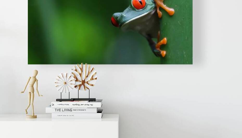  REDEYE FROG  RAIN FOREST COSTA RICA  by 506 adventure photography 